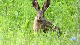 Wild hare eating some grass
