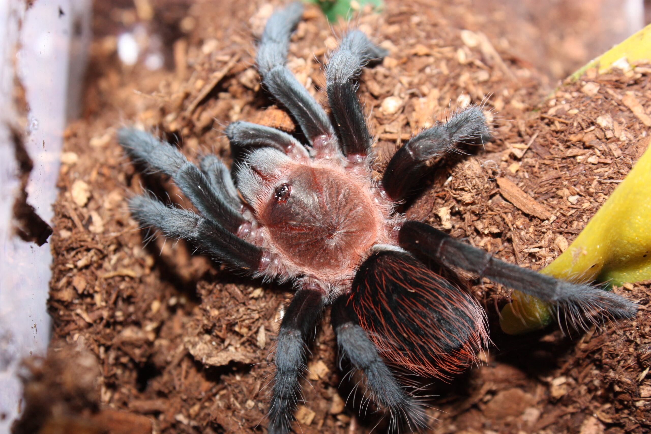 Picture of the TLILTOCATL VAGANS Mexican Red Rump Tarantula