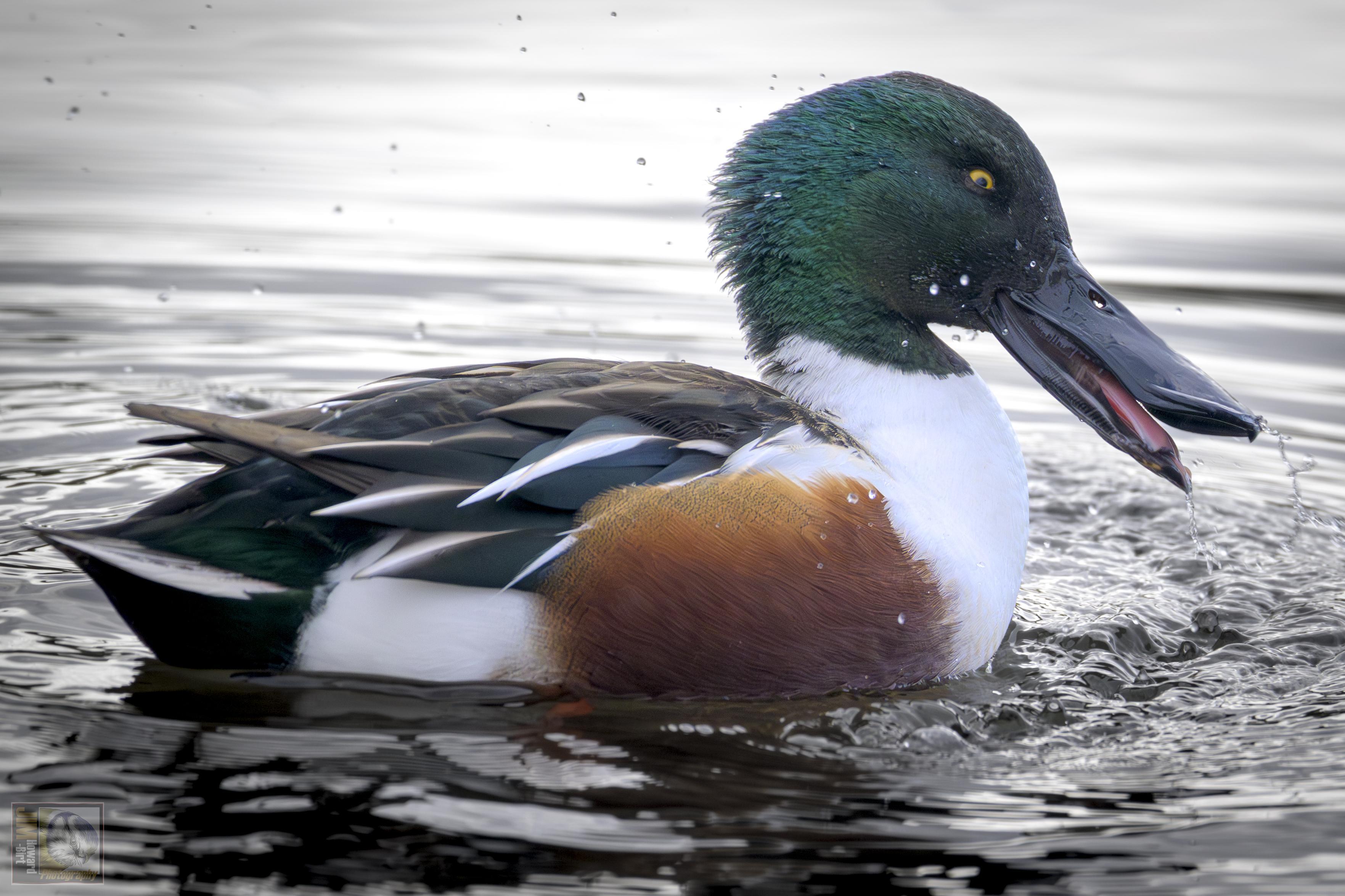 a colourful duck with a beak shaped like a shovel  