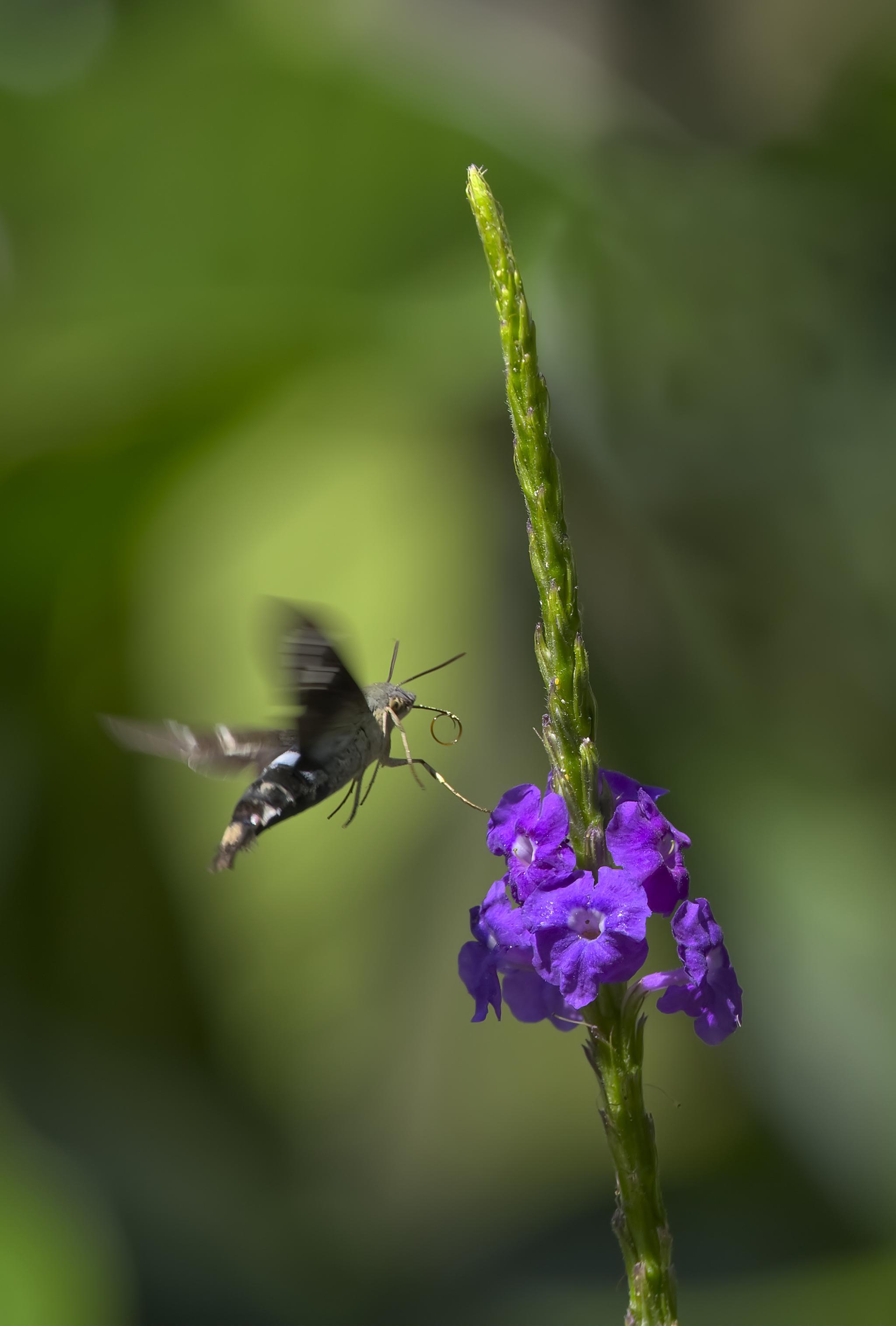 A flutterby in a patch of light approaches a verbena flower. Its tongue is curled and its wings are blurred. A hint of weird tail and the white upper rump band suggestive of a wiretail hummingbird are visible but the illusion of being a bird largely fails from this angle & you can see this is a hummingbird moth. Species: Titan Sphinx Moth. Cocachimba, Peru. Photo by Peachfront. Nov 2024.