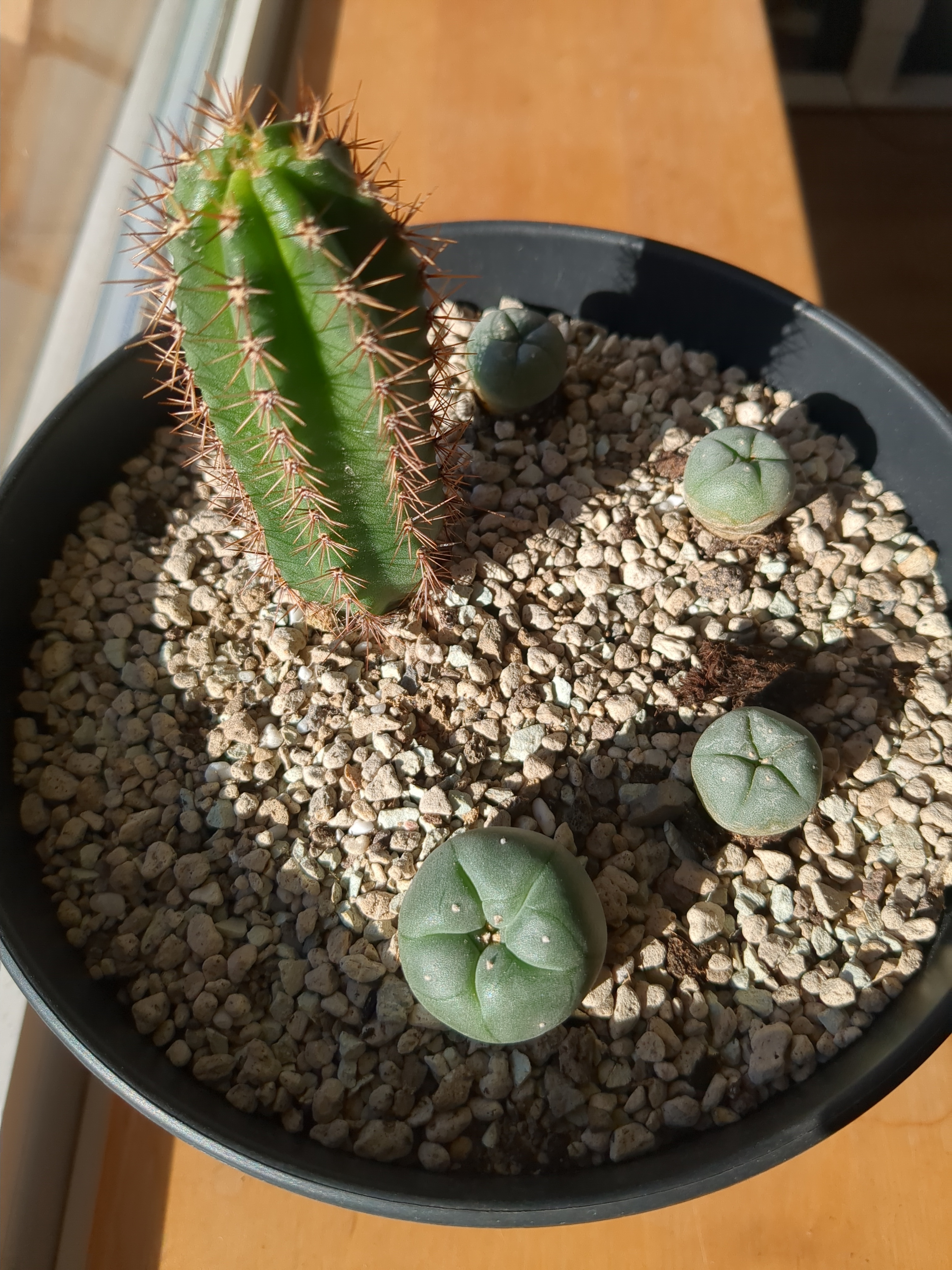 Pot with cacti