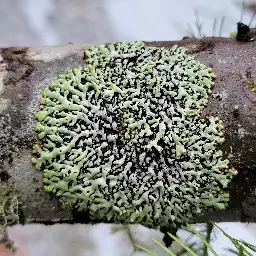[OC] Shield lichen during a snow melt - programming.dev