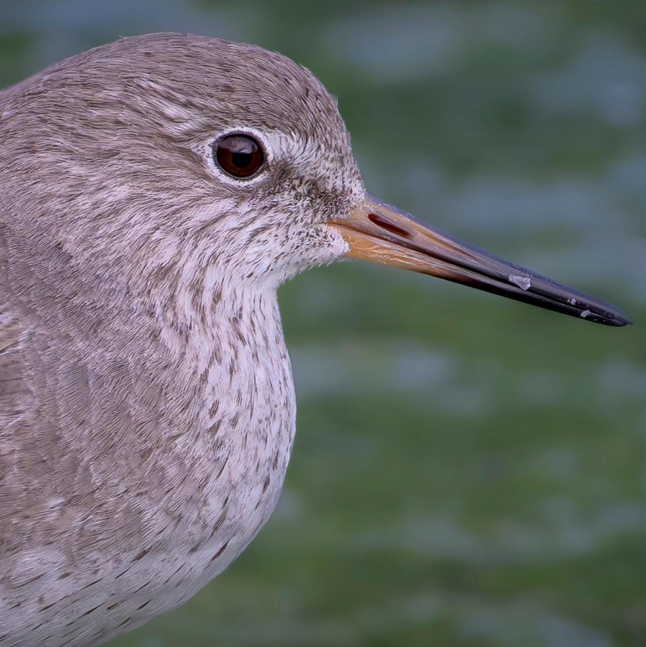 A side on profile photo of a small brown and white wading bird. 