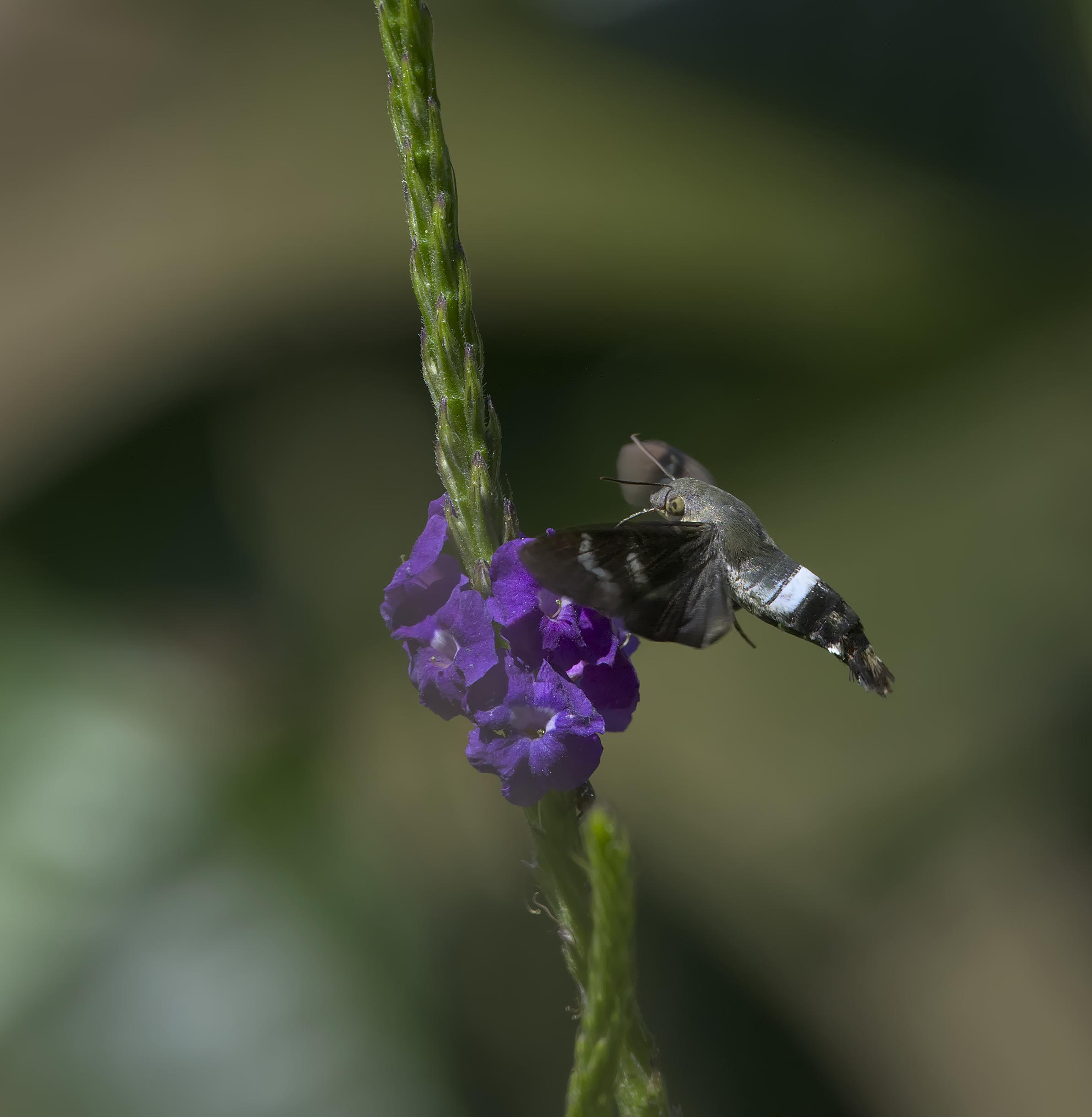 A small fuzzy critter with a wide white band on the rump and a funny pointy tail hovers at a verbena flower to sip. At first glance, or from the corner of an eye, one expects this to be one of the many hummingbirds foraging for nectar in this field of verbena. I for one was hoping for a wiretail. Alas, it was only a tricky insect trying to blend into hummingbird habitat. This is the Titan Sphinx Moth. Cocachimba, Peru. Photo by Peachfront. Nov 2024.