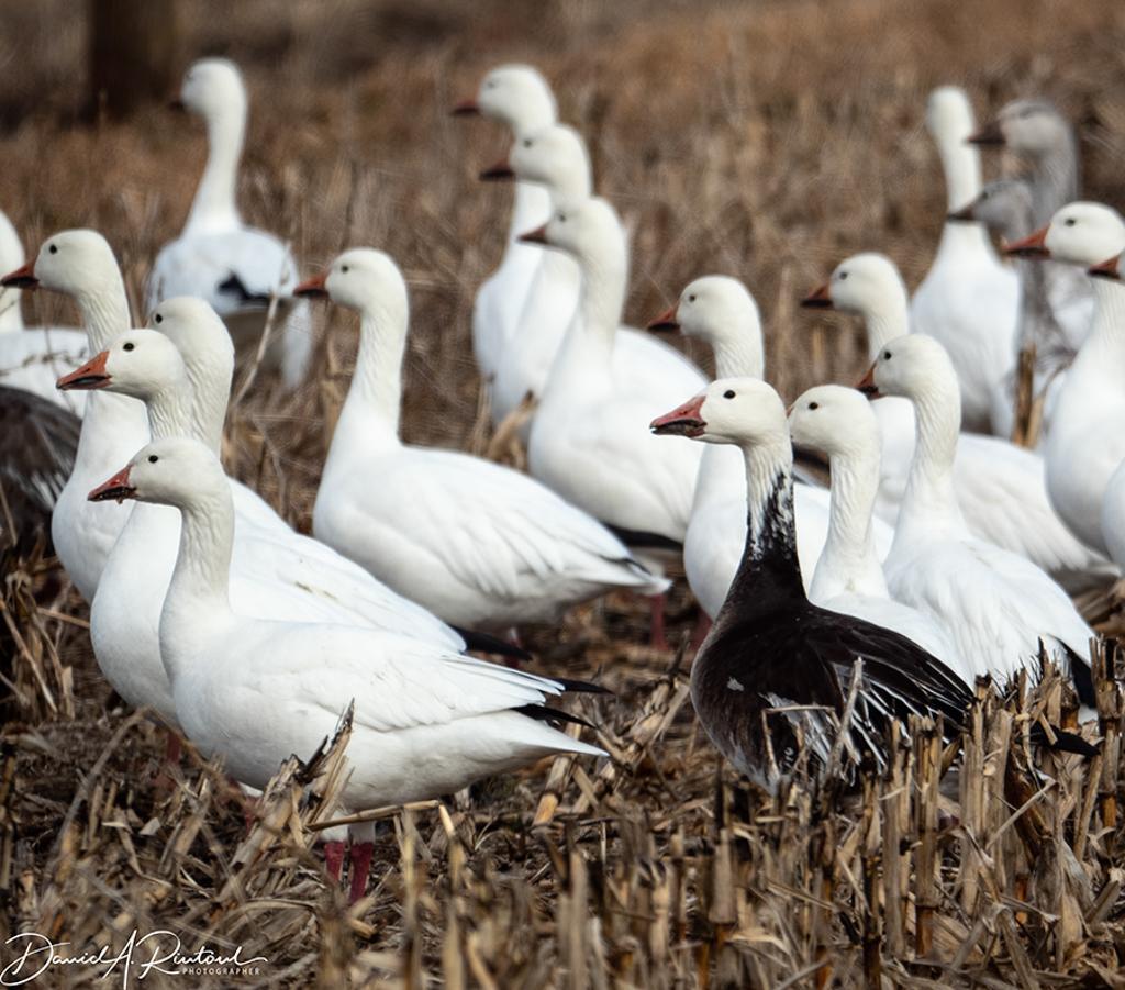 Many all-white geese and one dark goose with a white head, standing in a stubble field.