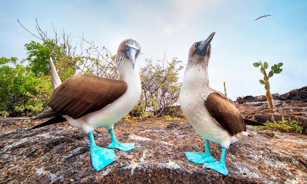 Blue footed booby bird