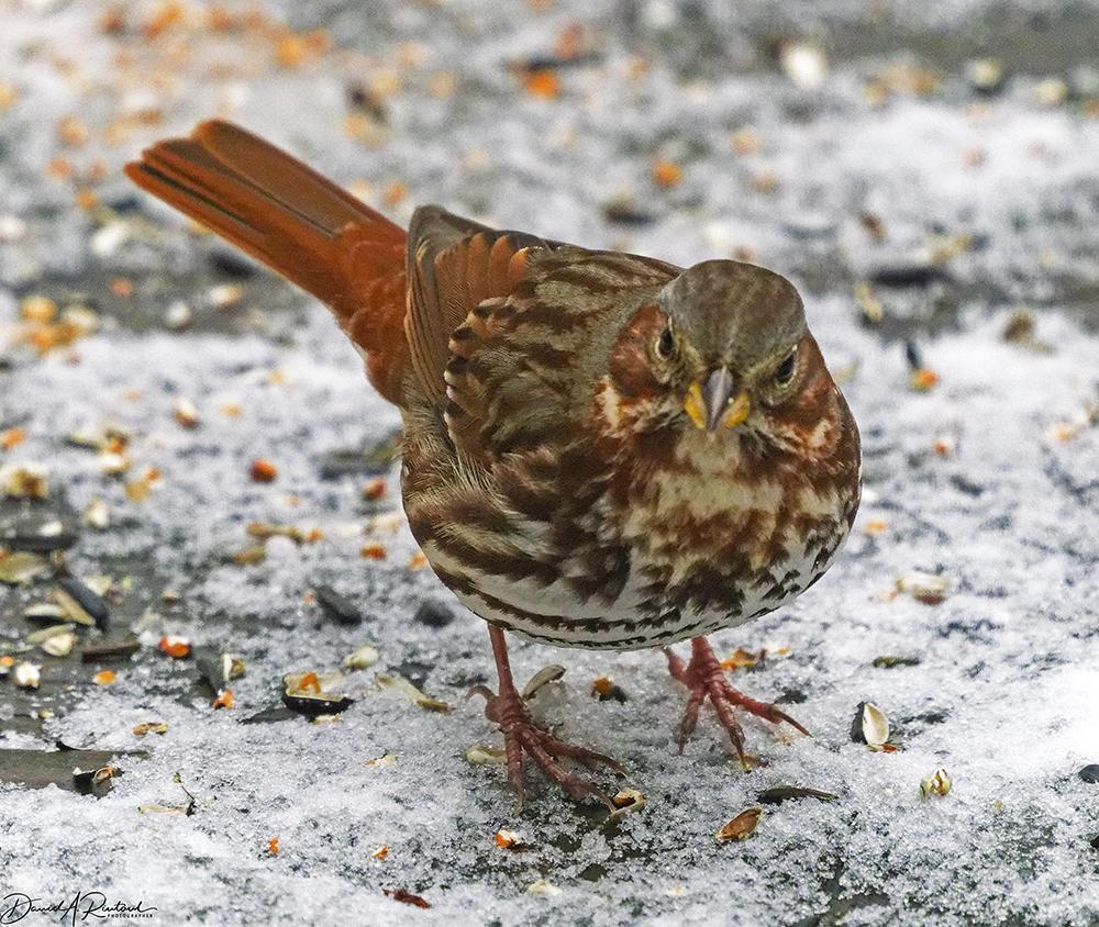 Chunky red and gray-striped bird, eating seeds on a snowy surface