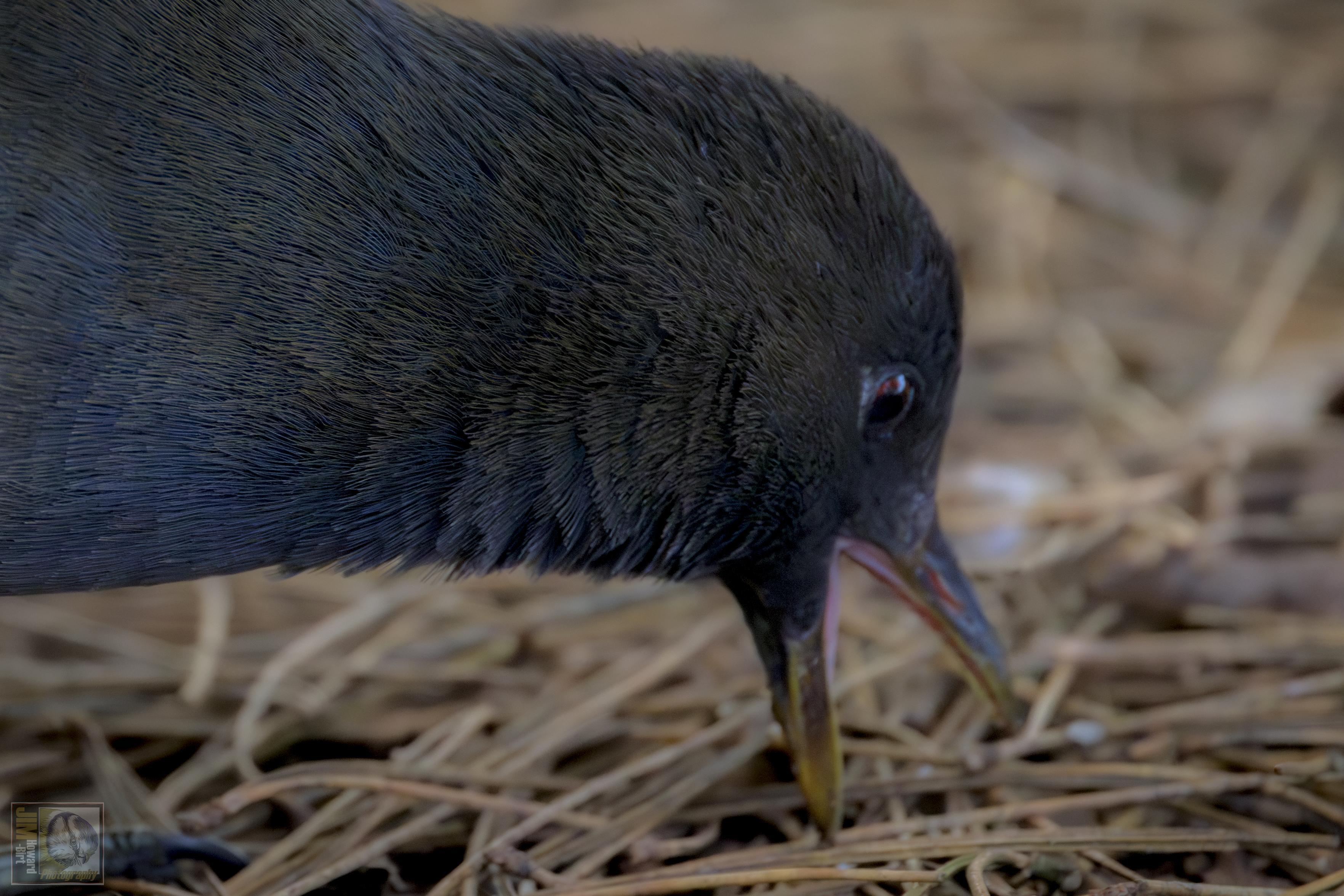 a small water hen with its beak open