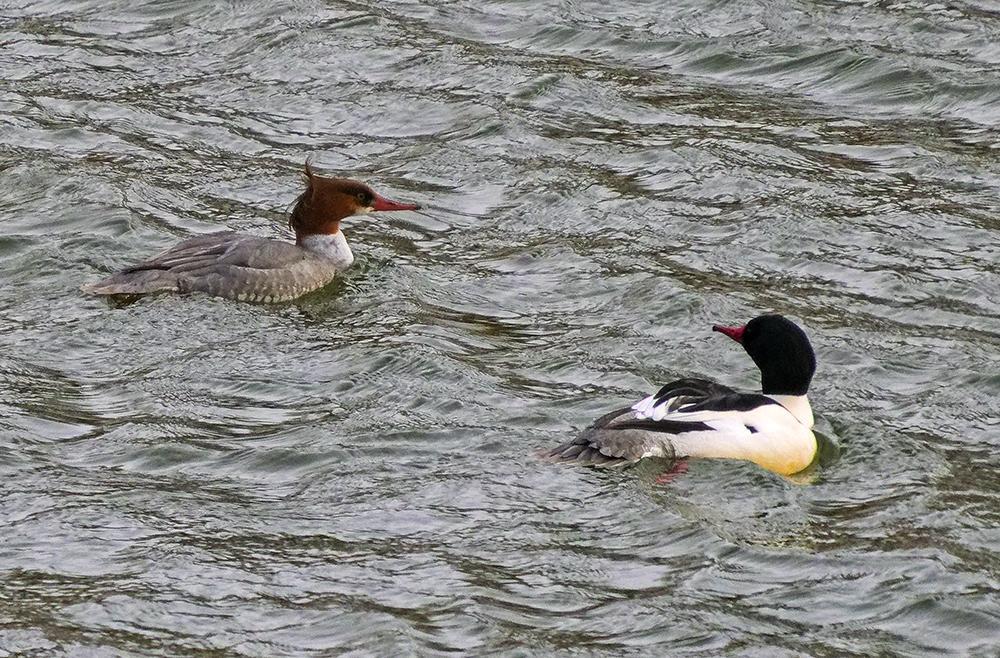 Two ducks on choppy lead-gray water, one with white sides and black head, the other with gray sides and rust-colored head, both with long reddish bills