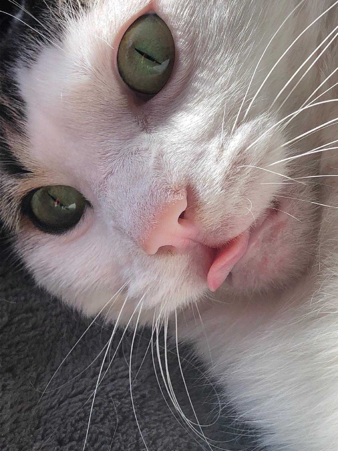 wally blep