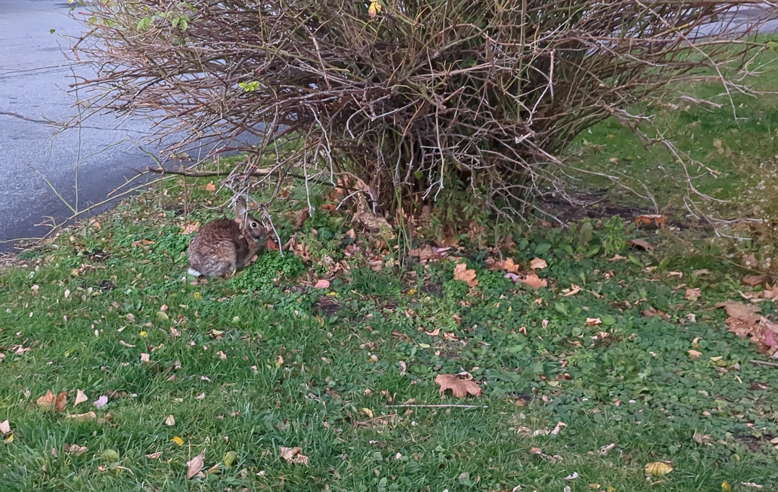 Photo of a bun sitting under a bush that has lost most of its leaves