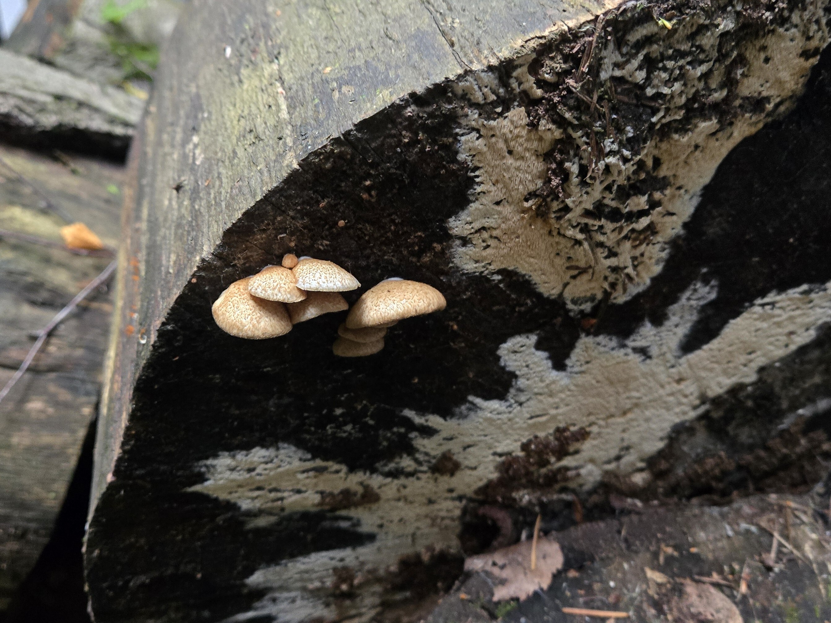 Crepidotus Calolepis aka Hairy Creps found in the PNW