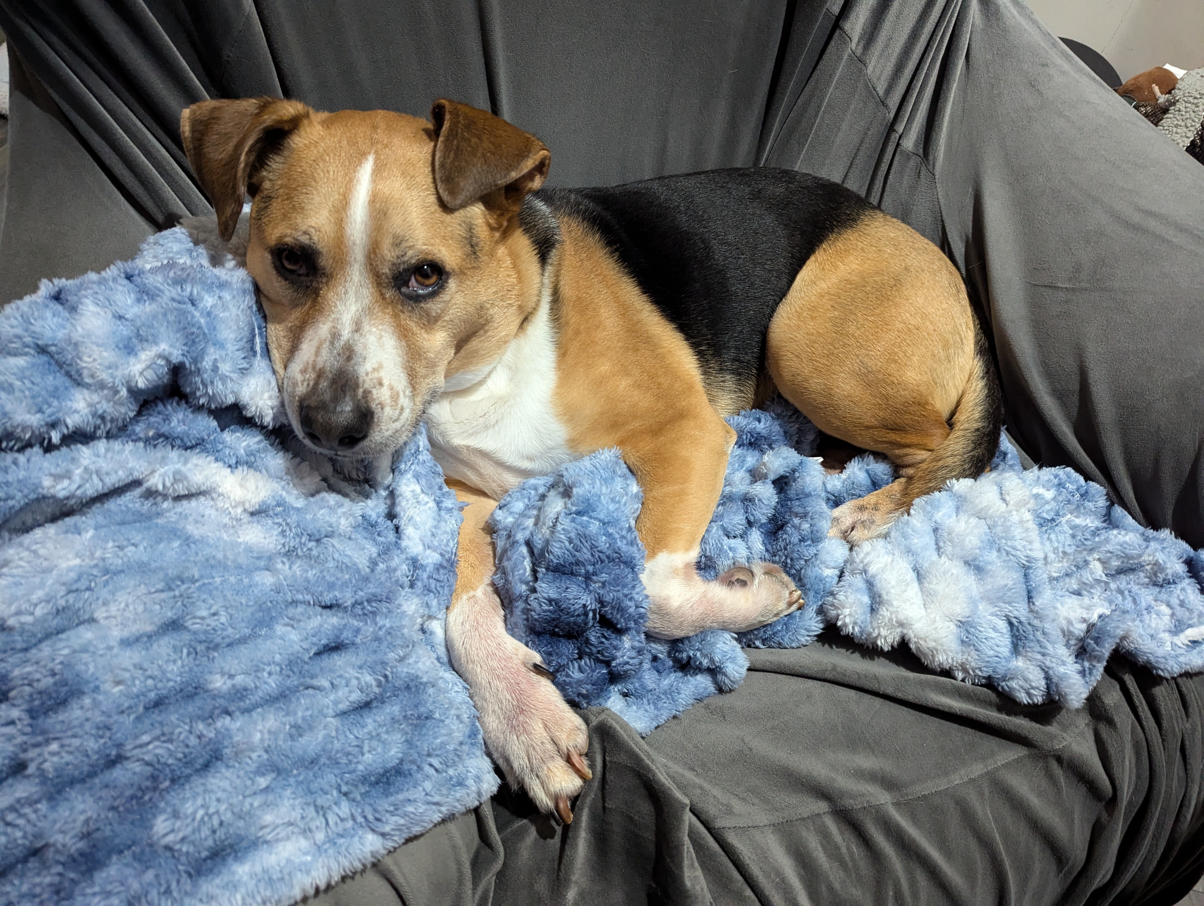 dog laying on blanket