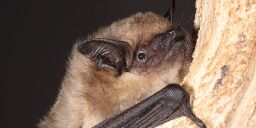 Study: The serotine bat uses its super-large penis as an arm when mating