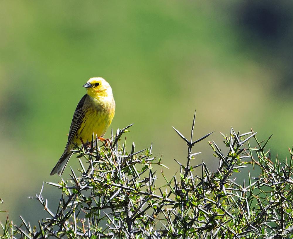 small bird with yellow breast, darker wings, and black eye, perched on a very thorny shrub