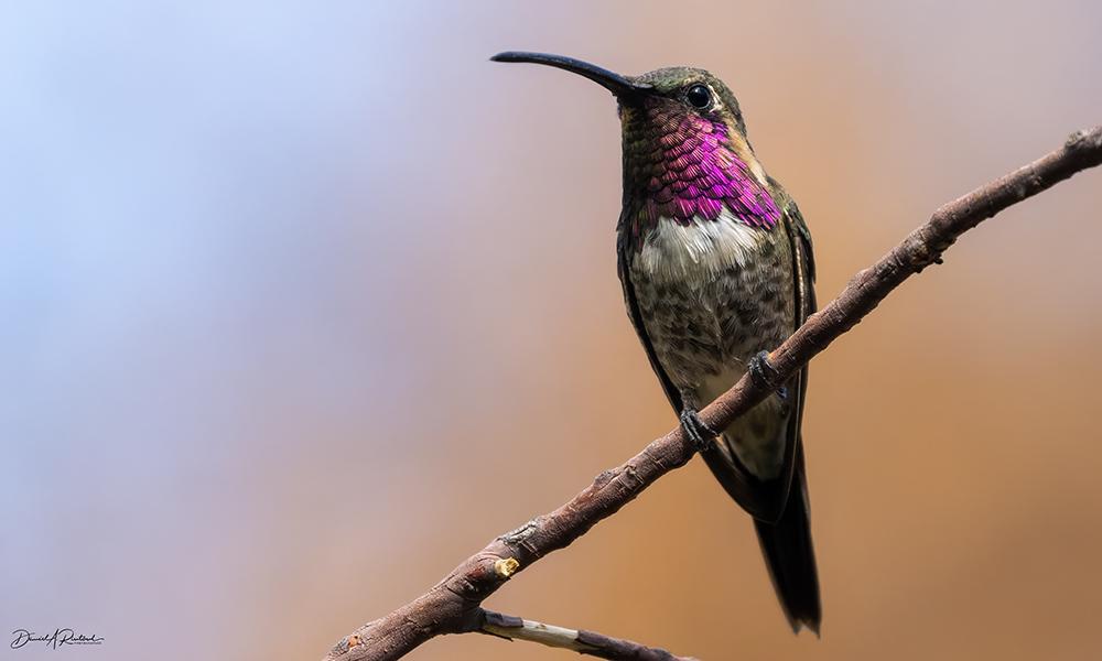 hummingbird with long downcurved bill, white chest, and magenta throat, perched on a bare twig