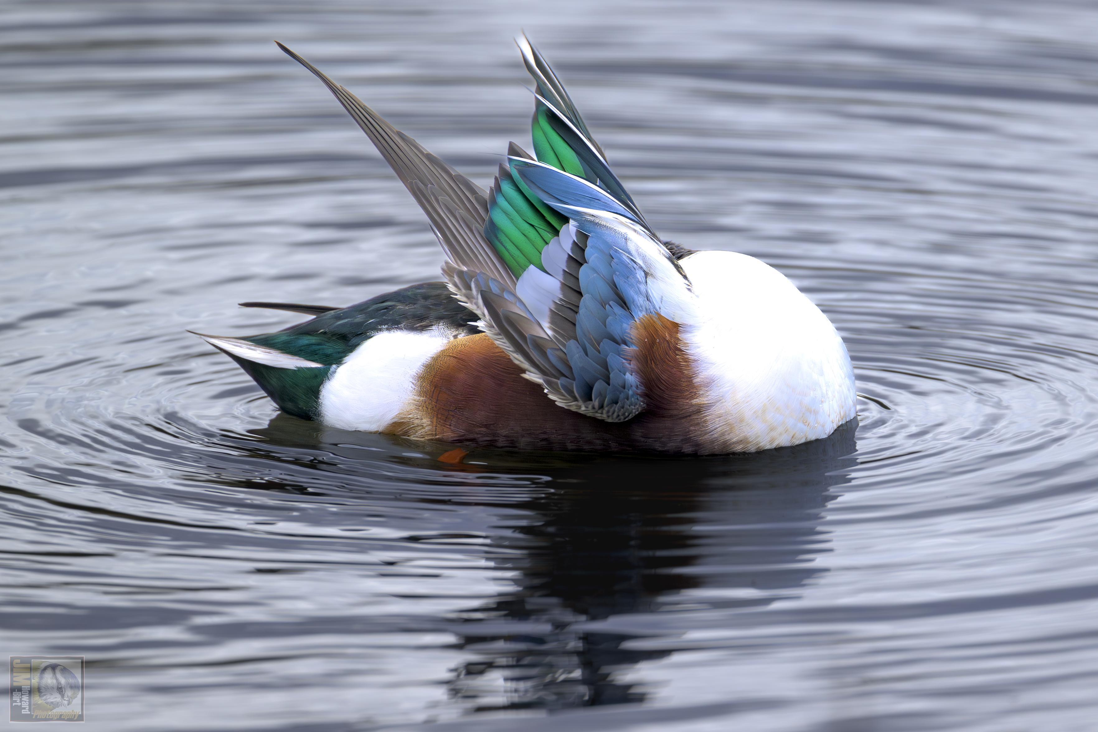 a colourful duck preening its feathers