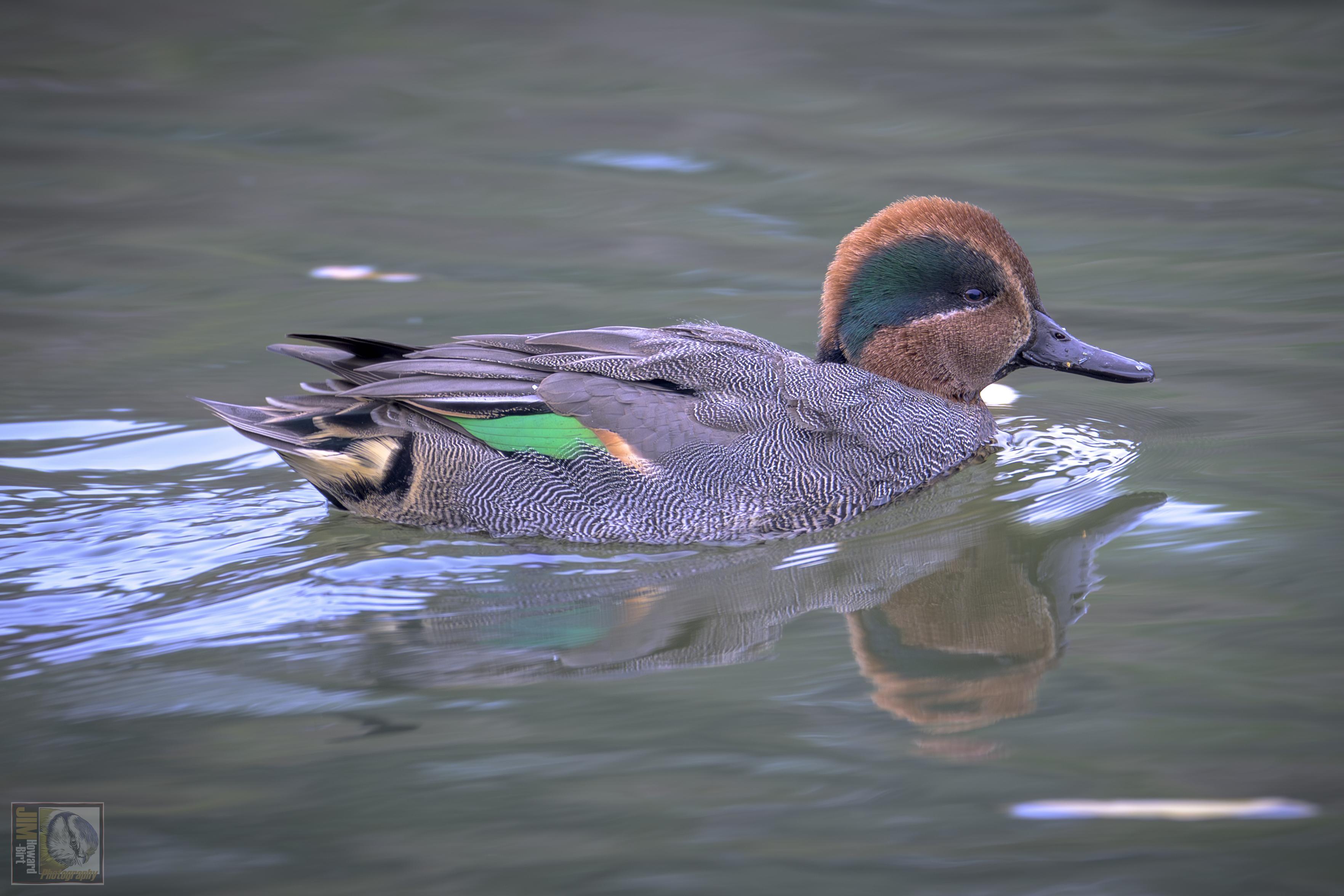 a dabbling duck with a green eye patch and a flash of bright green feathers on its wings