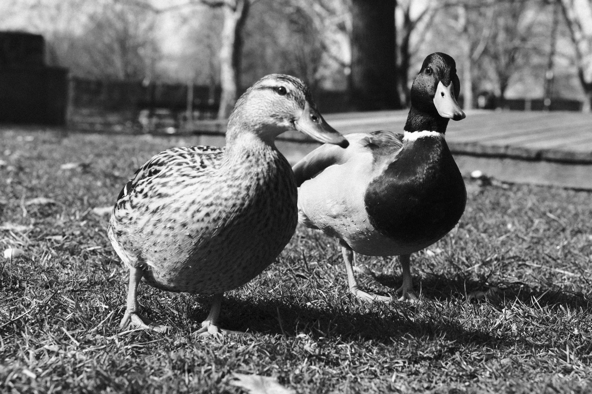 Two ducks on grass, black and white