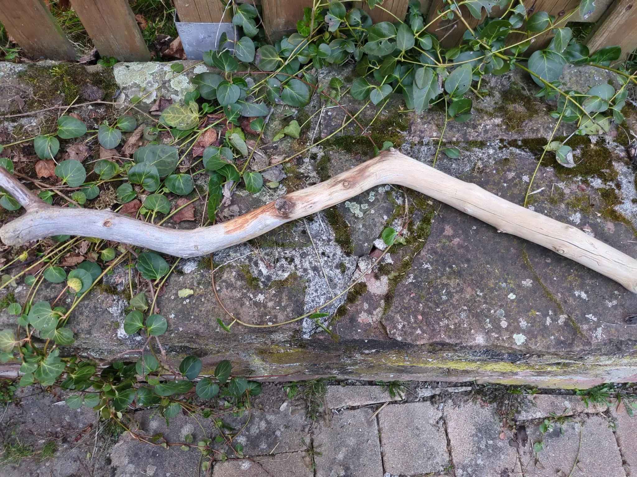 A piece of angled driftwood on top of an overgrown wall