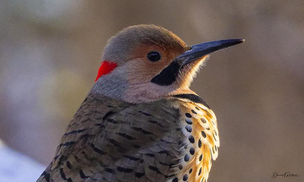 Bird with sturdy beak, red nape, black moustache, apricot-and-gray head, and black-spotted rusty breast, facing the winter sun