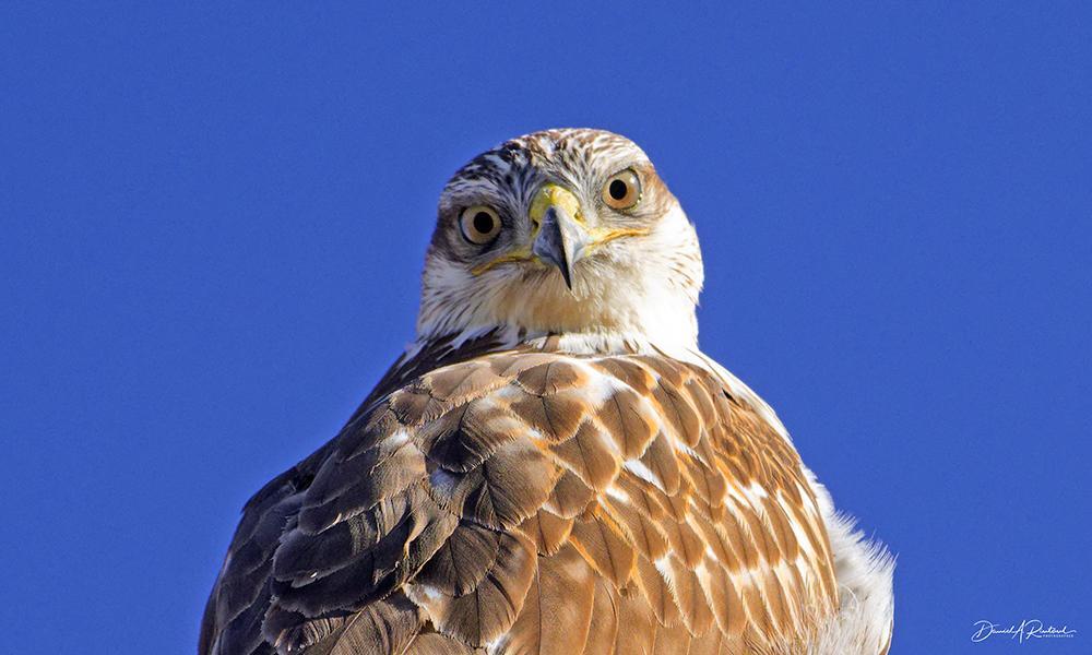 Face-on look at a raptor with streaky gray-and-white crown, yellow eyes, white throat and rusty brown back, against a deep blue sky