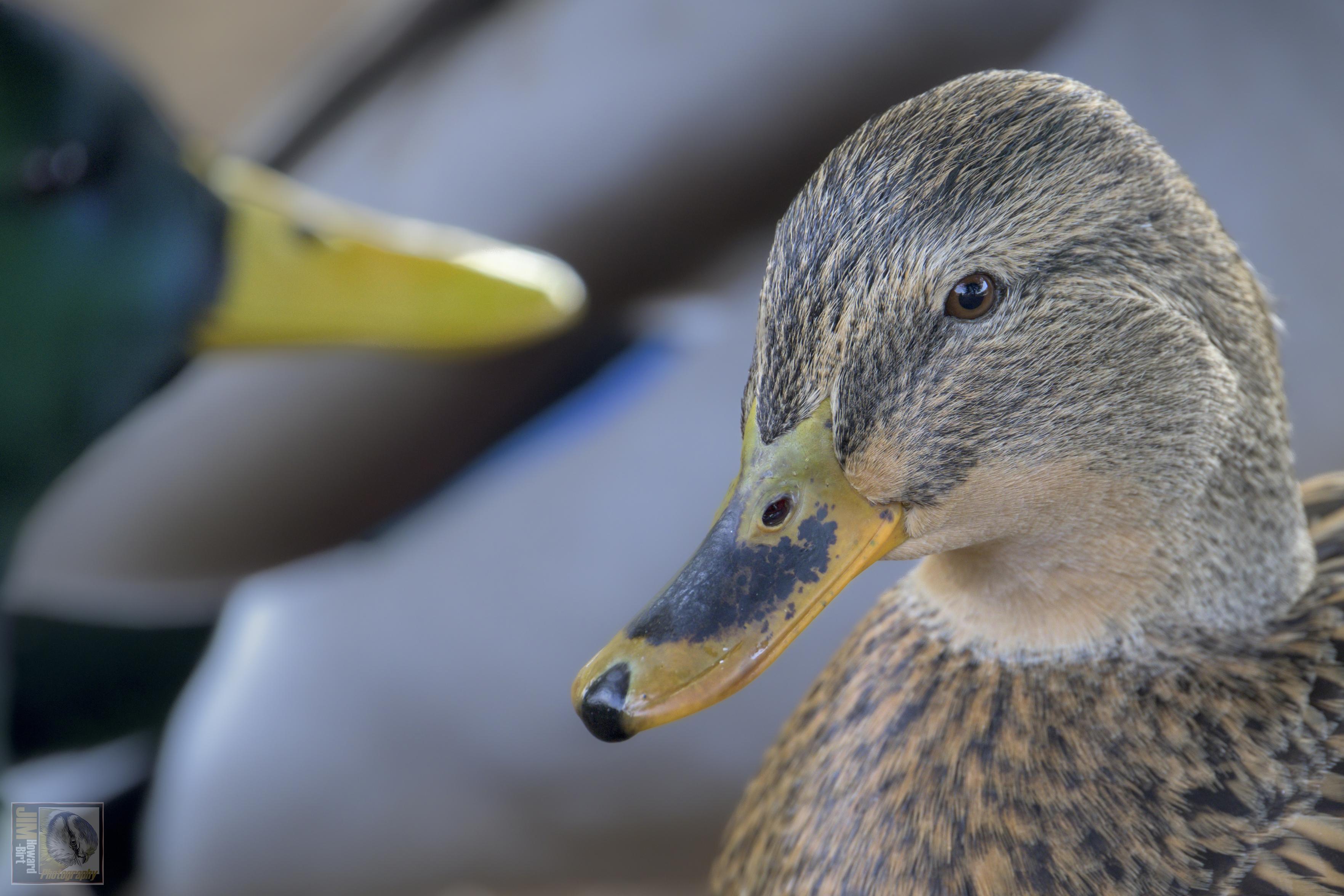 Mr and Mrs Mallard duck