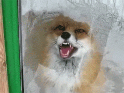 animation of fox licking window glass as seen from inside the window