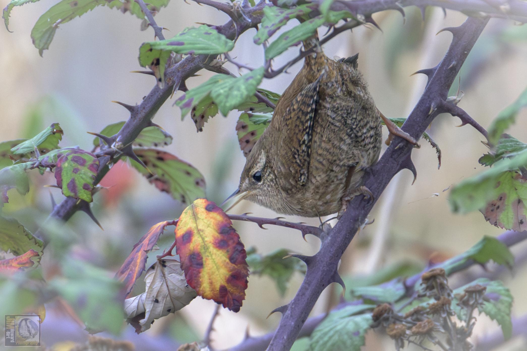 a small brown bird with a pointy up tail