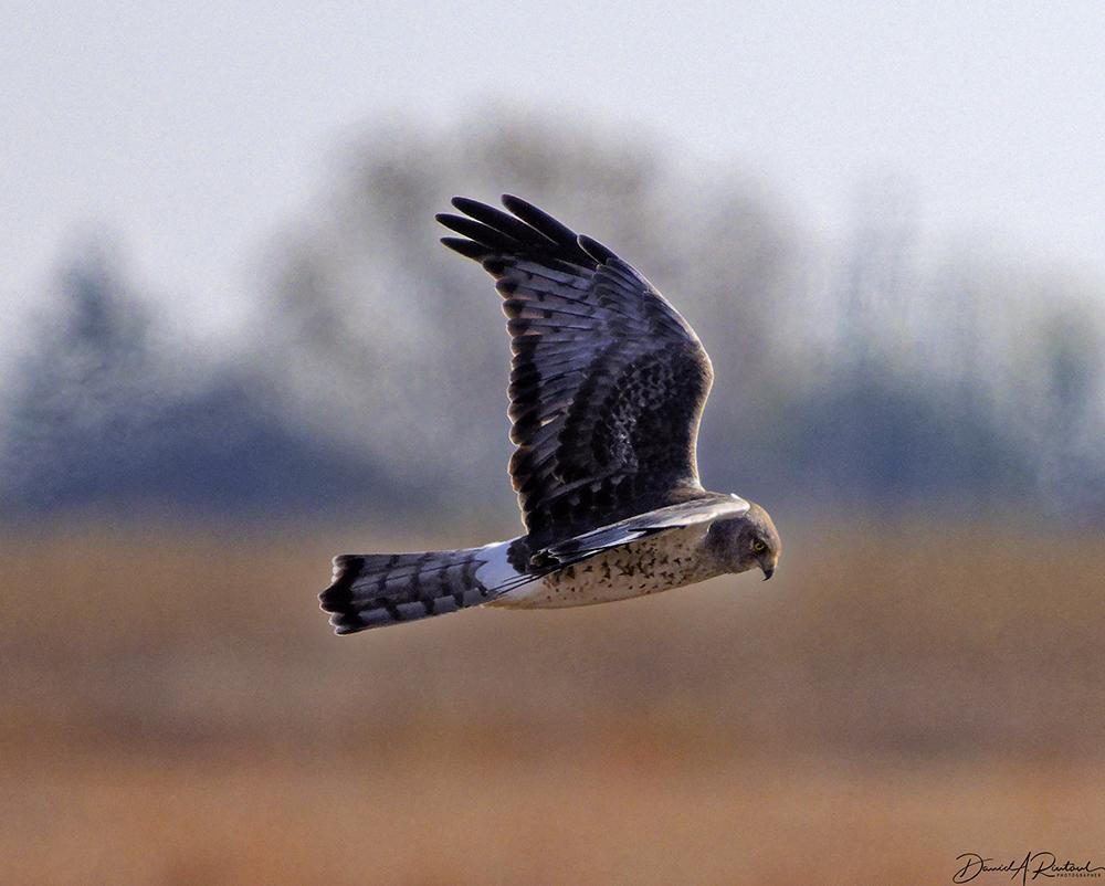 long-tailed bird with gray wings, black-speckled white underside, and pure white rump, soaring over a winter prairie