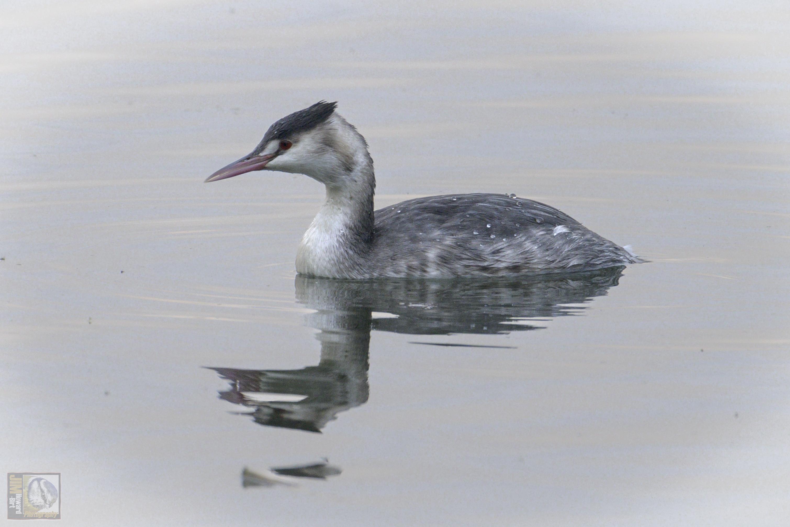 a grey and white wetland bird