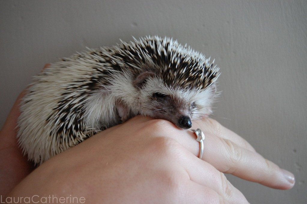 a photo of a hedgehog sleeping on a hand with a wedding ring on said hand